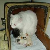 Victoria med sine nyfødte killinger